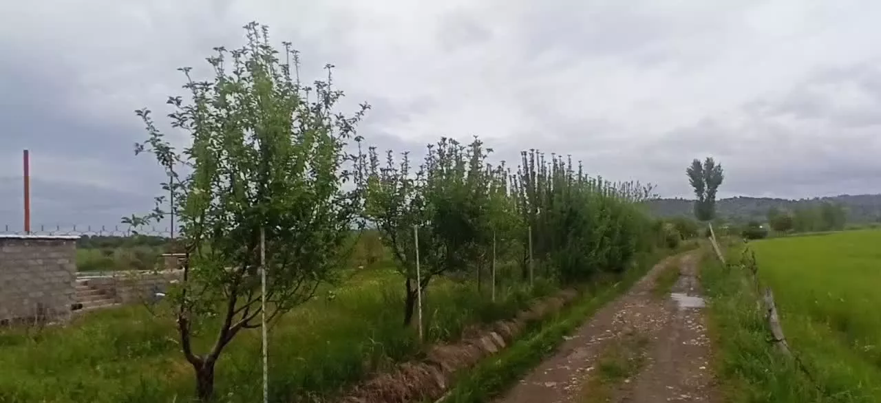 زمین کشاورزی سیاحومه 45000 متر با سندو قولنامه