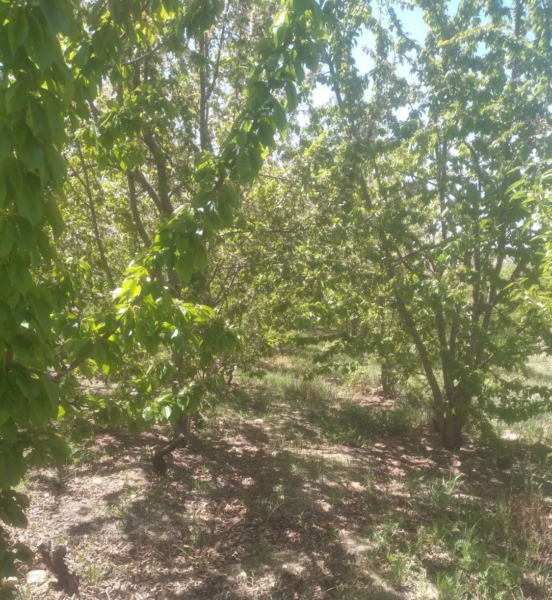 فروش زمین ۶۰۰ متری محدود پل زمانخان روستایی شوراب