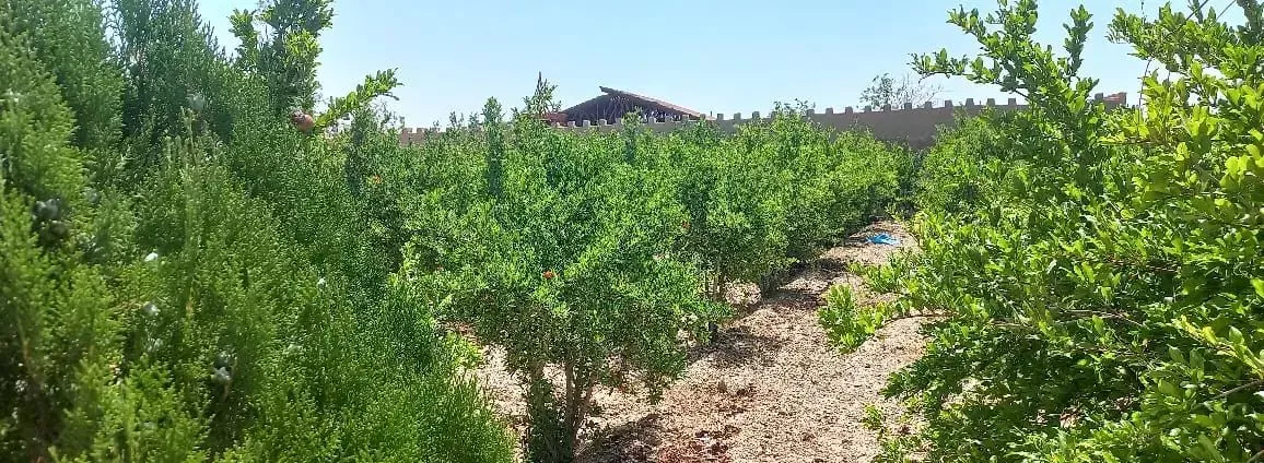 باغ چهار دیواری سند تک برگ مشاع