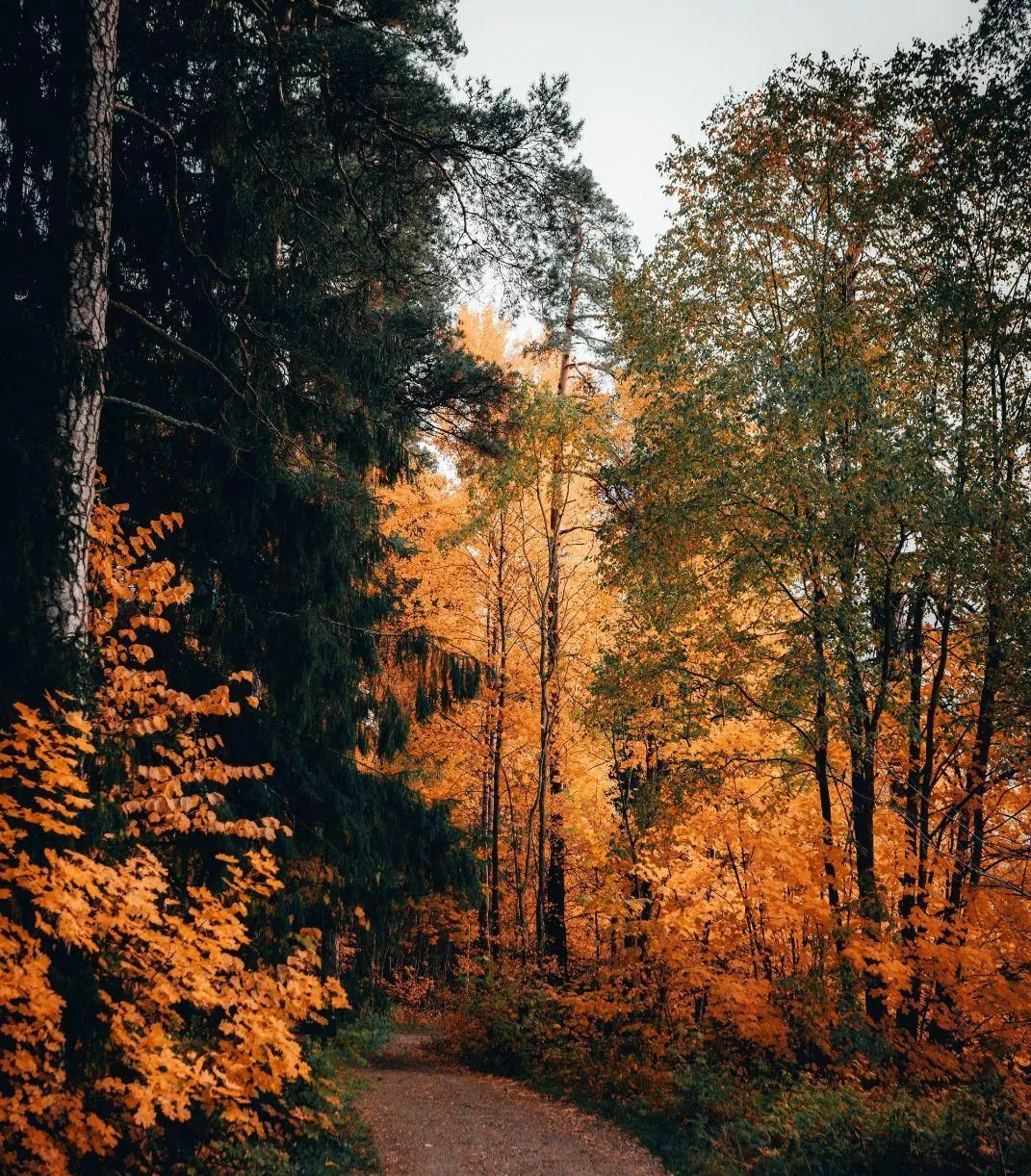 زمین باغی در ناژوان