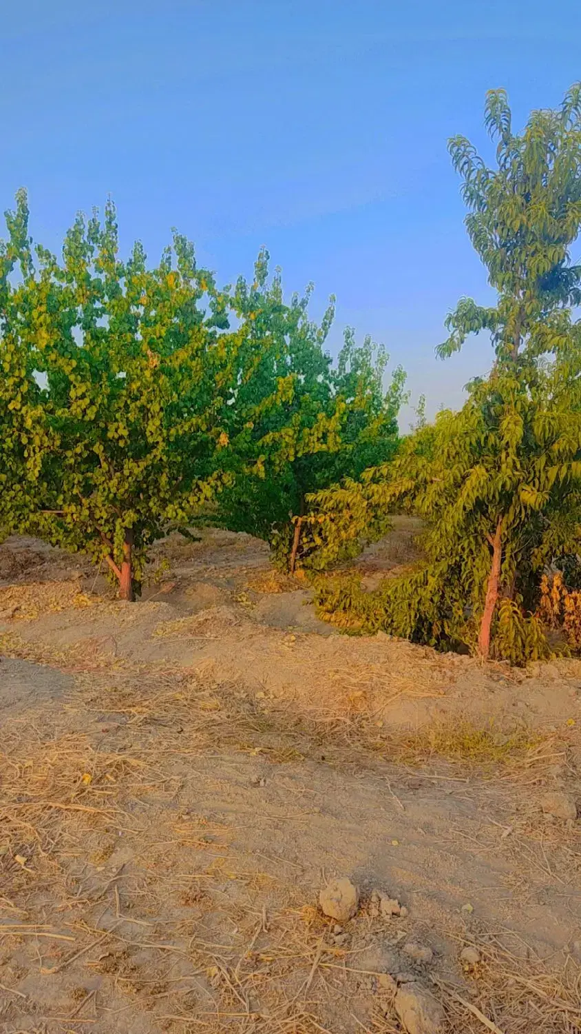 باغ چهاردیواری خرید آسان موقیت عالی