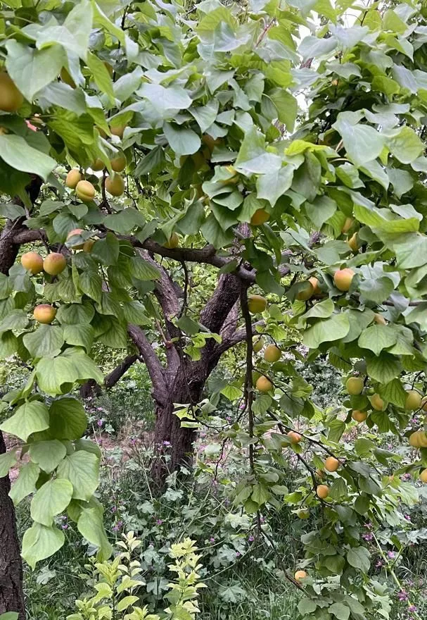 باغچه 400 متری 4 دیواری شهرکی سند تک برگ قدیمی