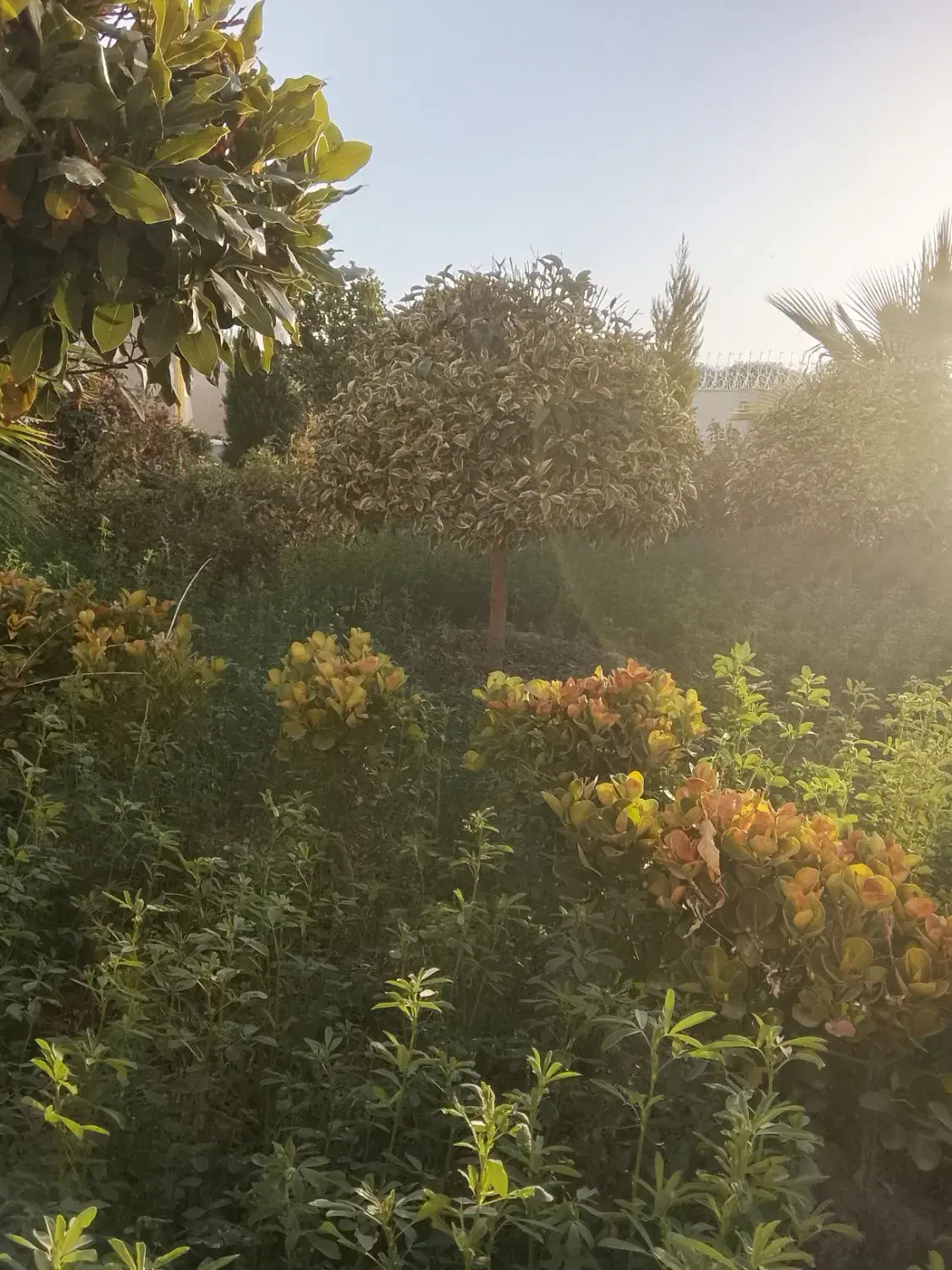 باغ دیوار کشی لب جاده