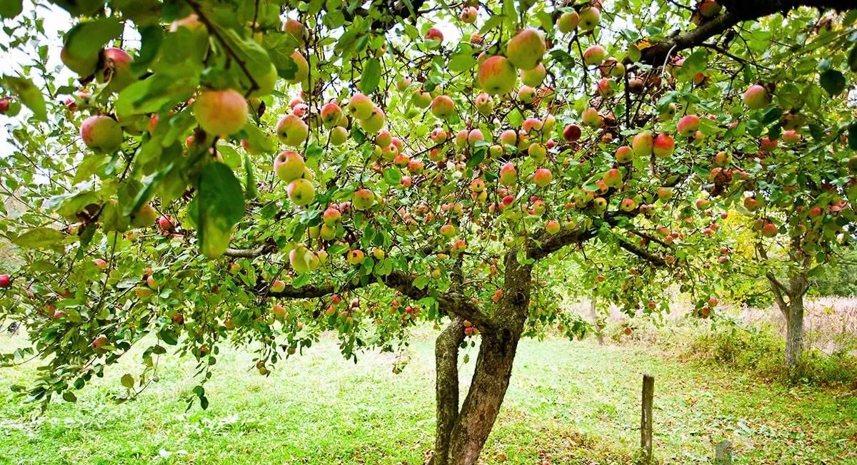 باغ بادام، سیب ، گردو، انگور. آباد و ثمری