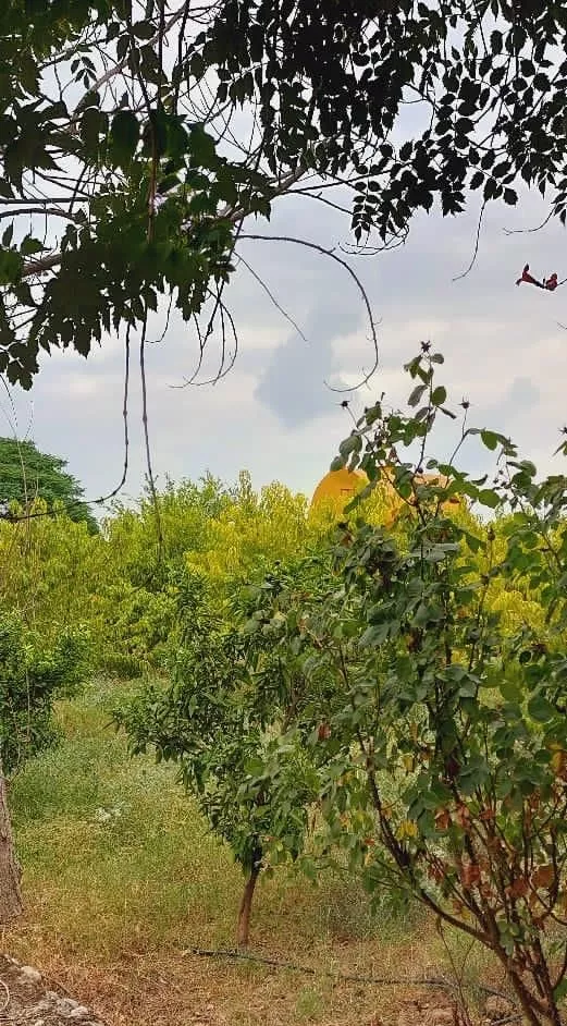 باغ سیاه ریشه بر جاده اصلی چمان