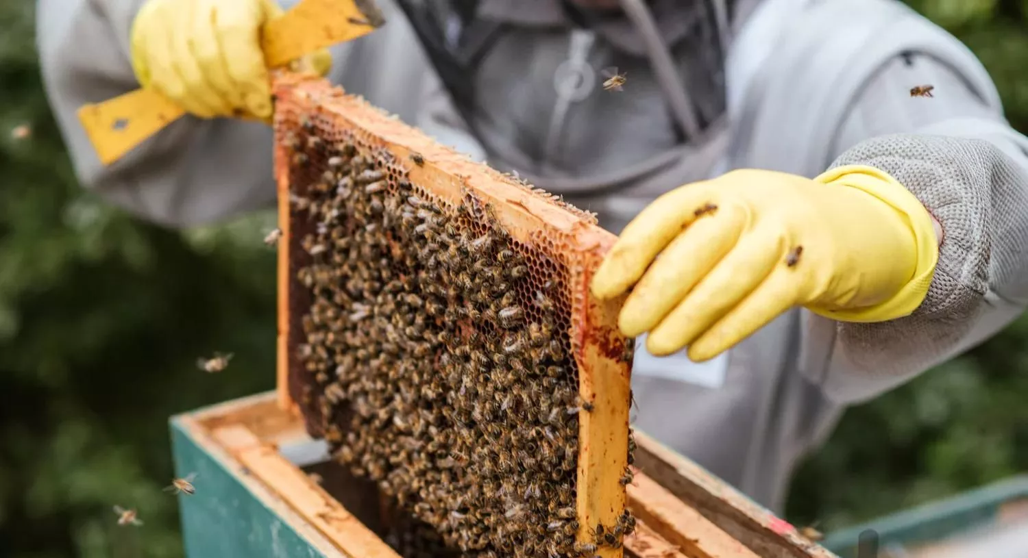 باغ ویلا جهت پرورش زنبور عسل