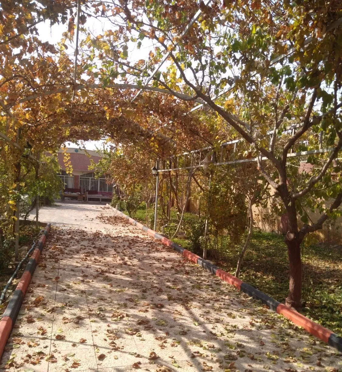 باغ قدیمی اصفهانک درختی اول