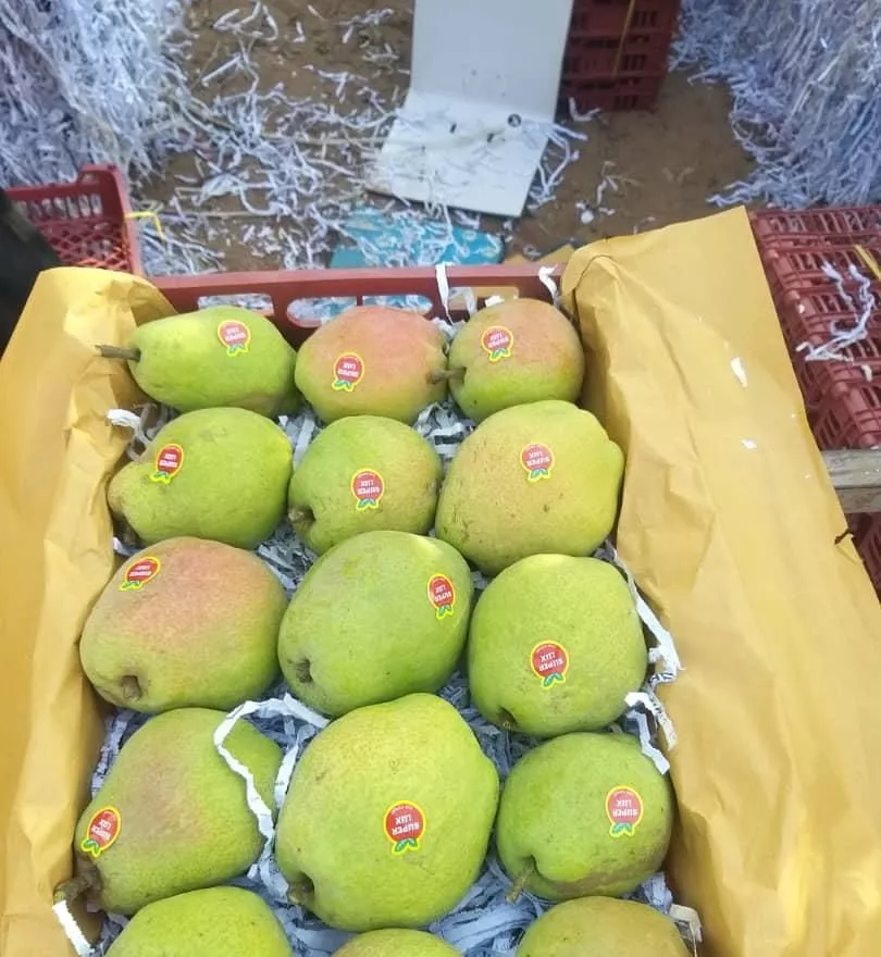 فروش ۲۴هکتار باغ میوه سرپوشیده استان قزوین
