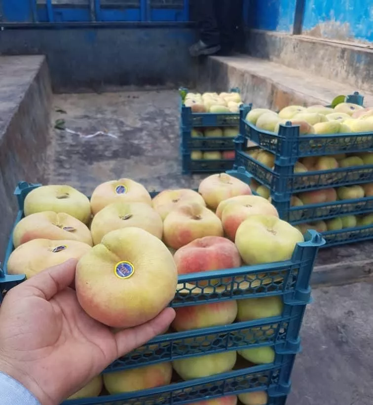 فروش ۲۴هکتار باغ میوه سرپوشیده استان قزوین