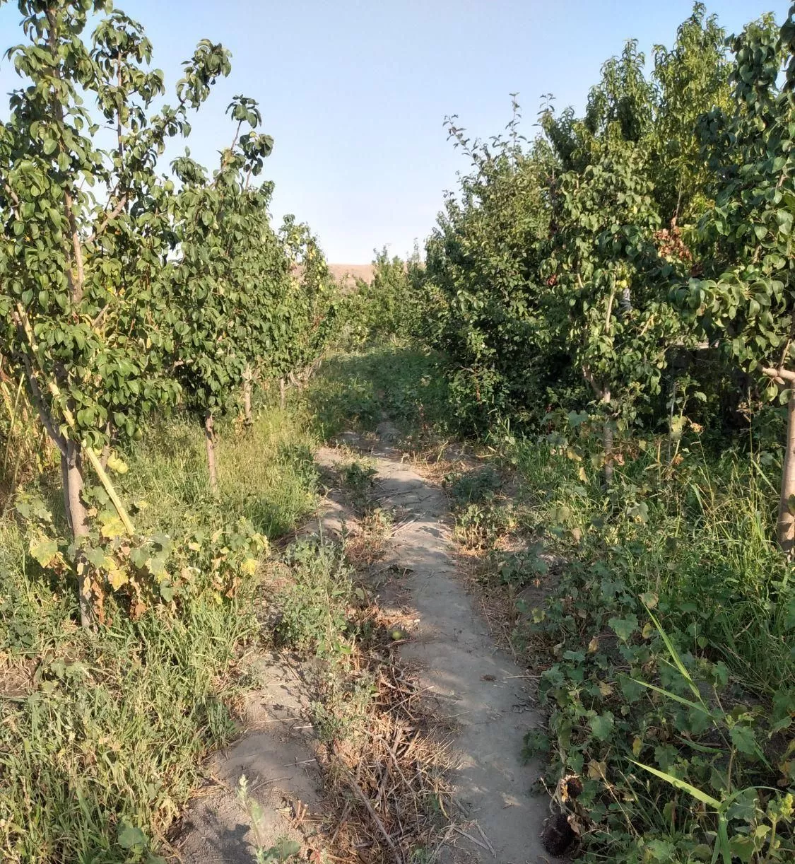 یک باغ میوه درنزدیکی روستای ابقد