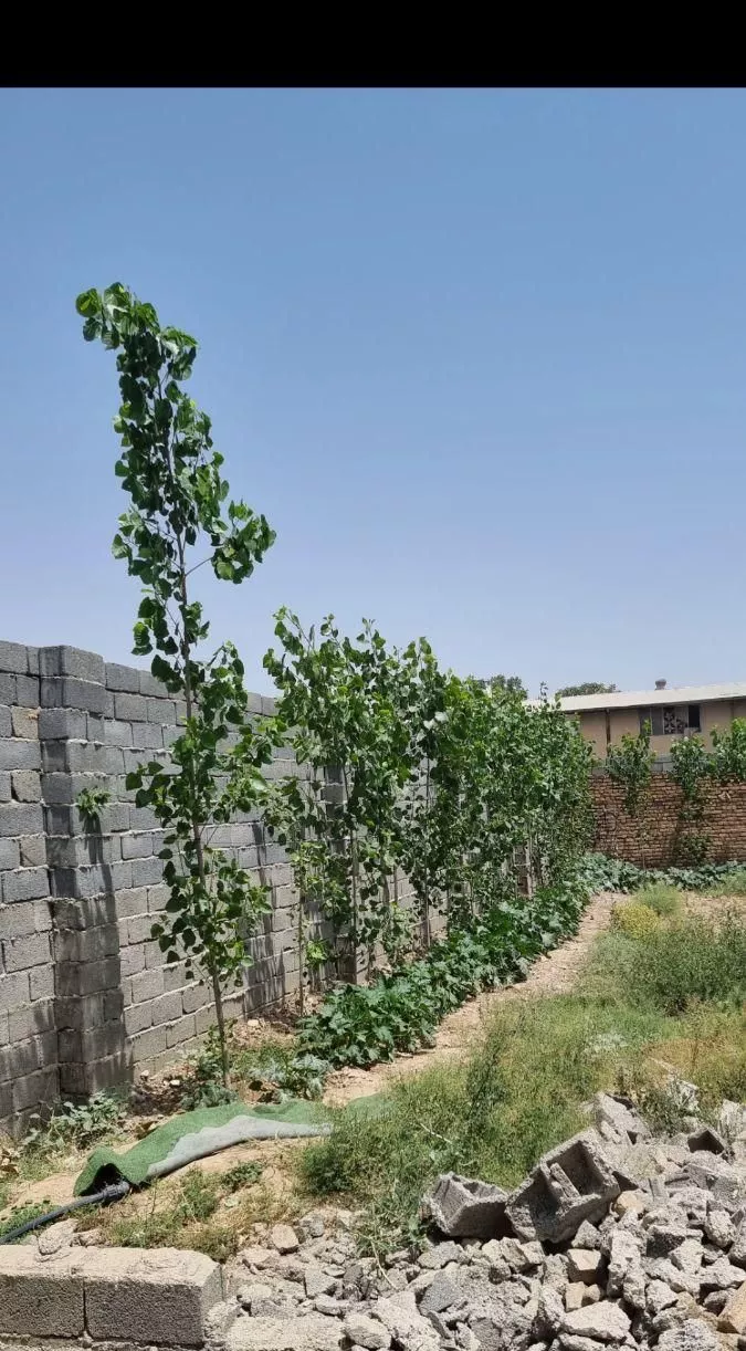 سهیلیه سنقراباد گلستان ۱ شرقی سند دار ۲۴۵ متر
