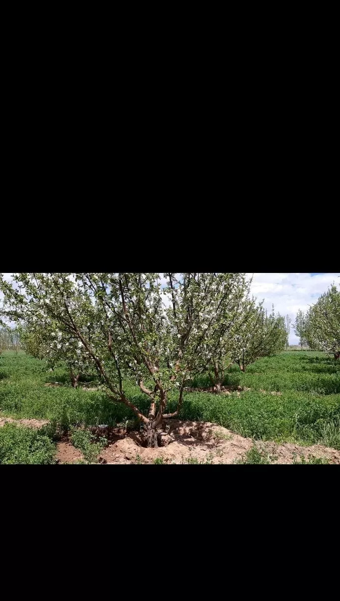 باغ میوه در ابعاد دلخواه
