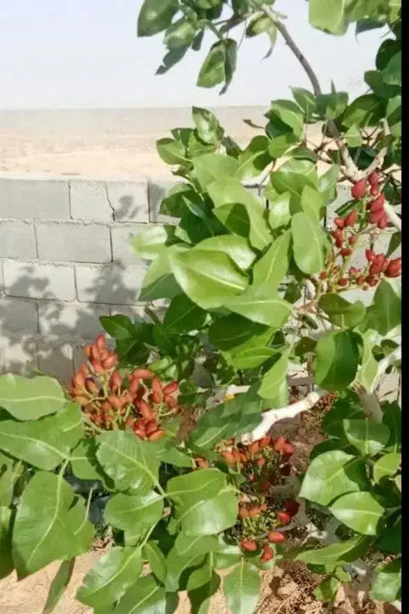 ساختمان کلنگی