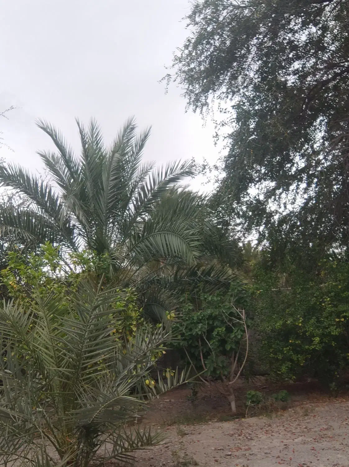 زمین کشاورزی