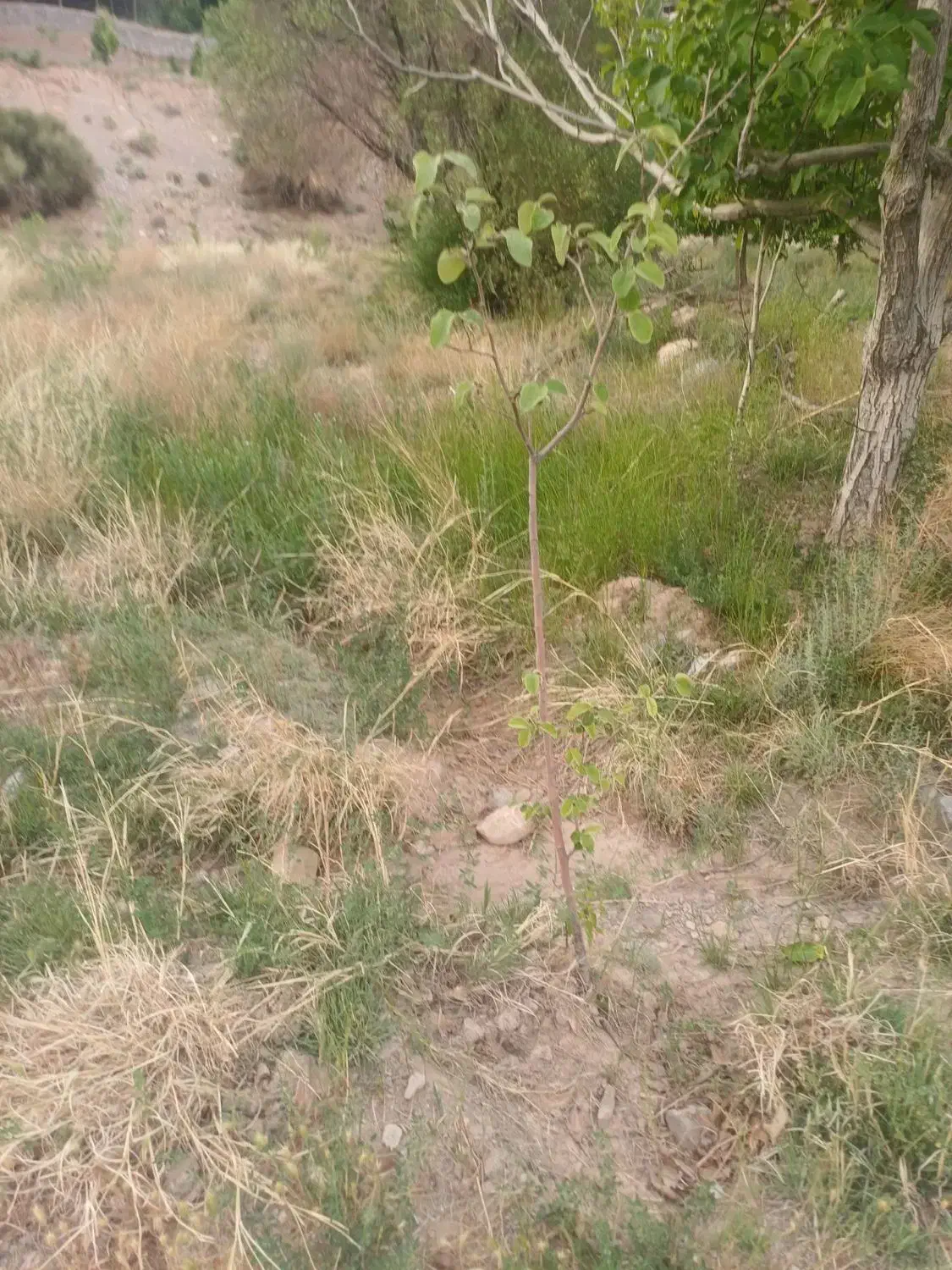 زمین باغ
