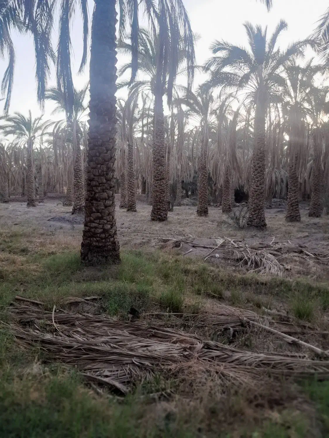 باغ خرما بروات (اکبر اباد )