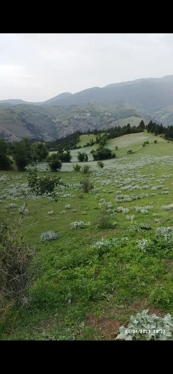 9505 زمین کشاورزی