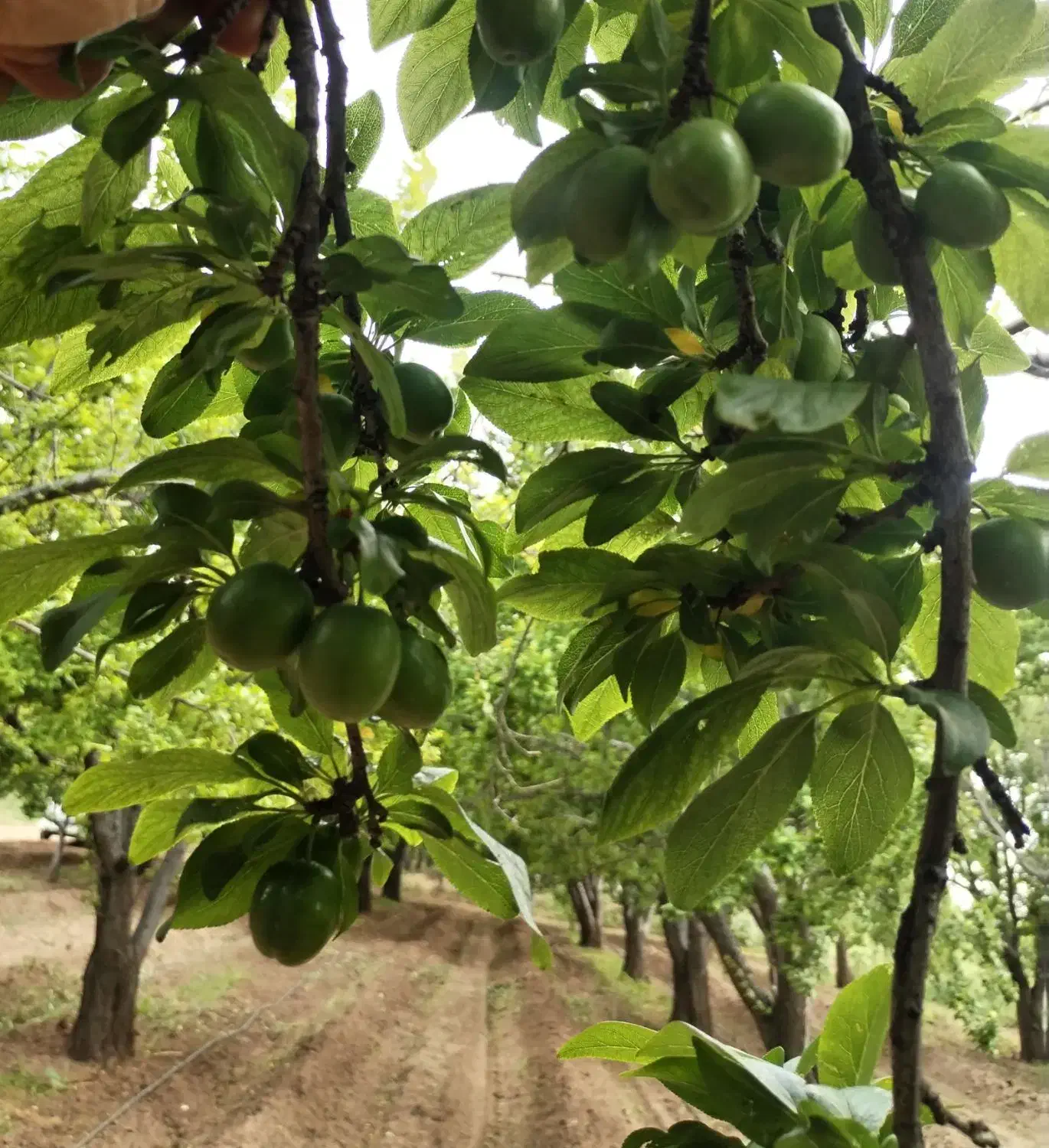 باغ گلابی و گوجه سبز قدیم آباد