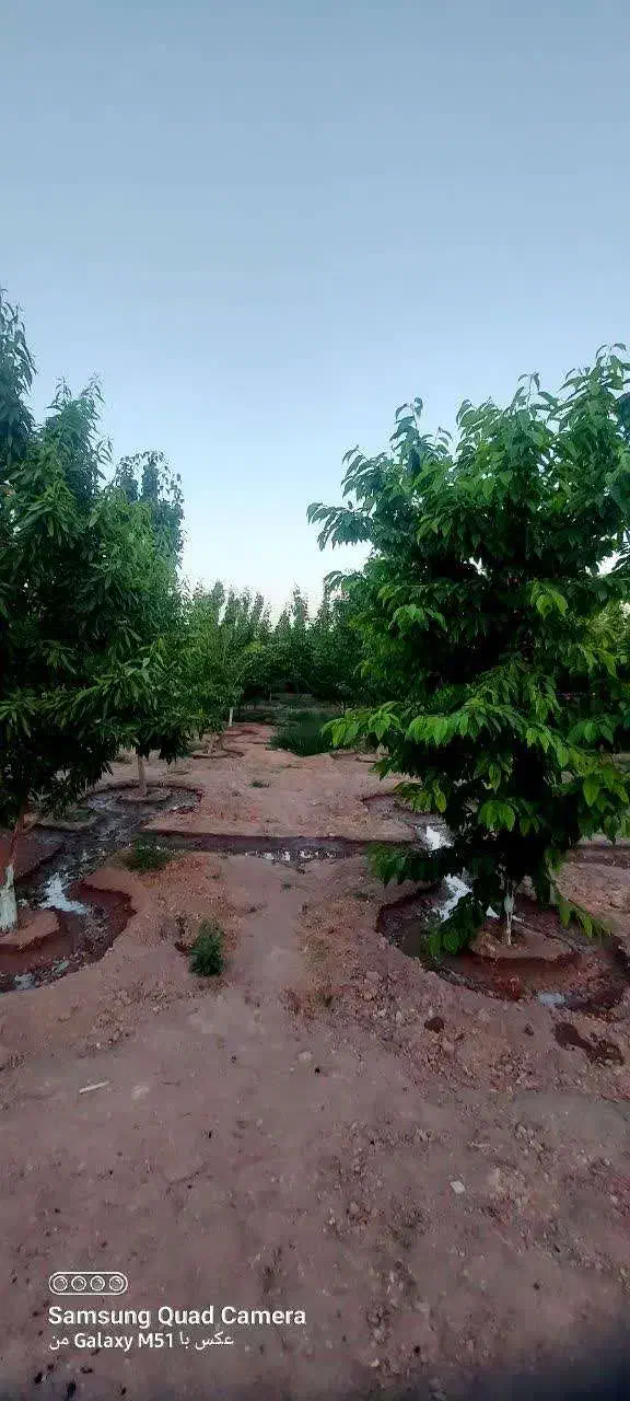 چهار دیواری باغ موسیان