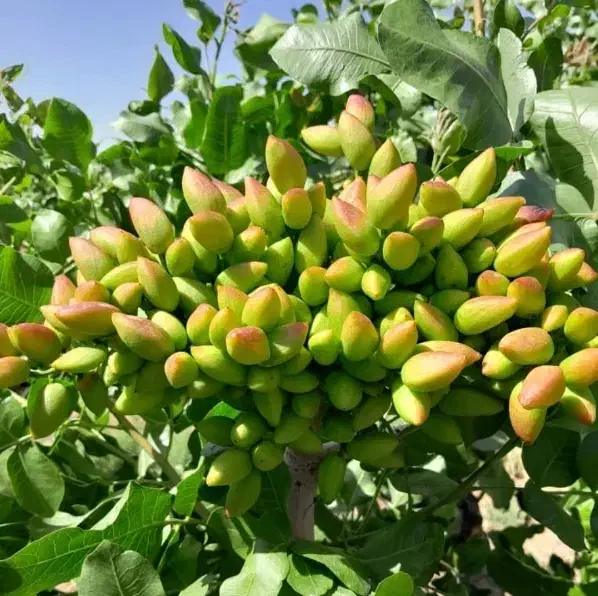 فروش باغ پسته