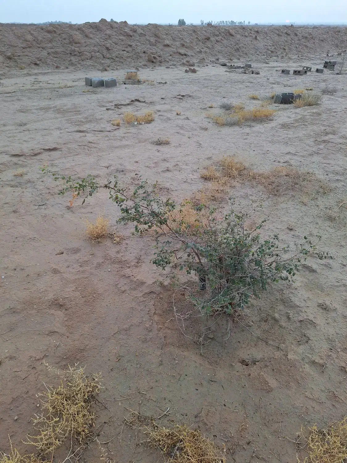 دو هکتار زمین ۲۰هزار متر روستای فخراوری