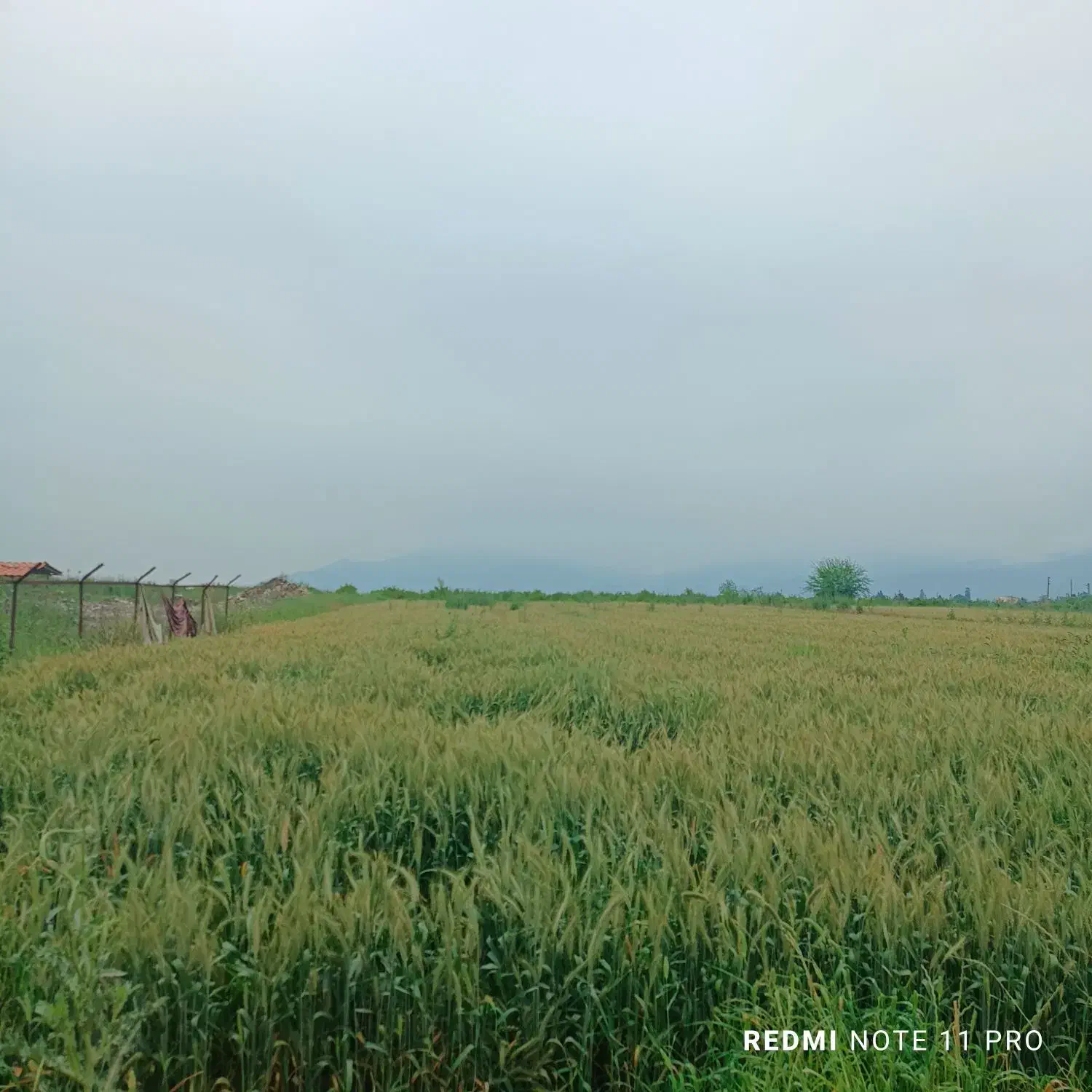 زمین باغی