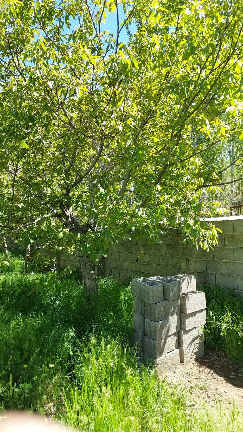فروش باغ در روستای کندلج