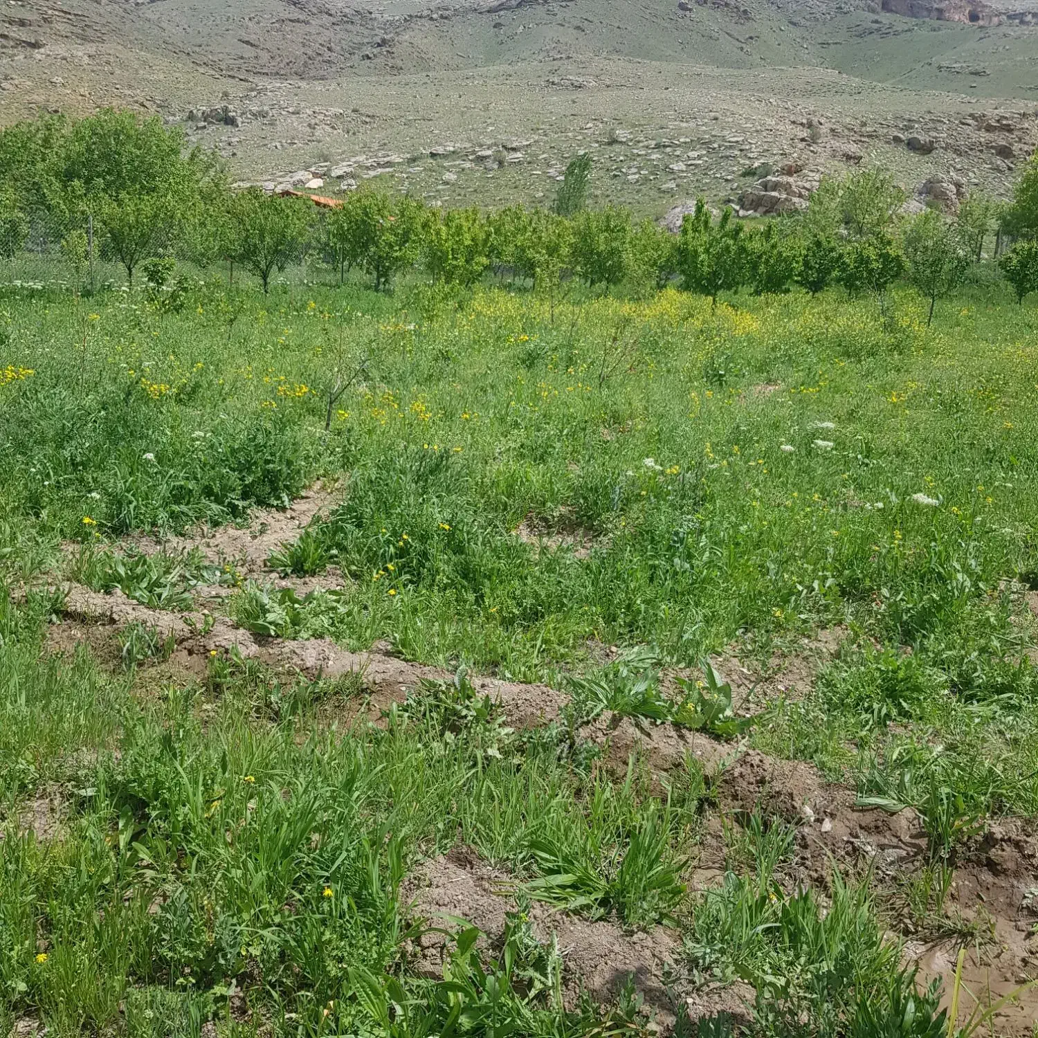 زمین زراعی