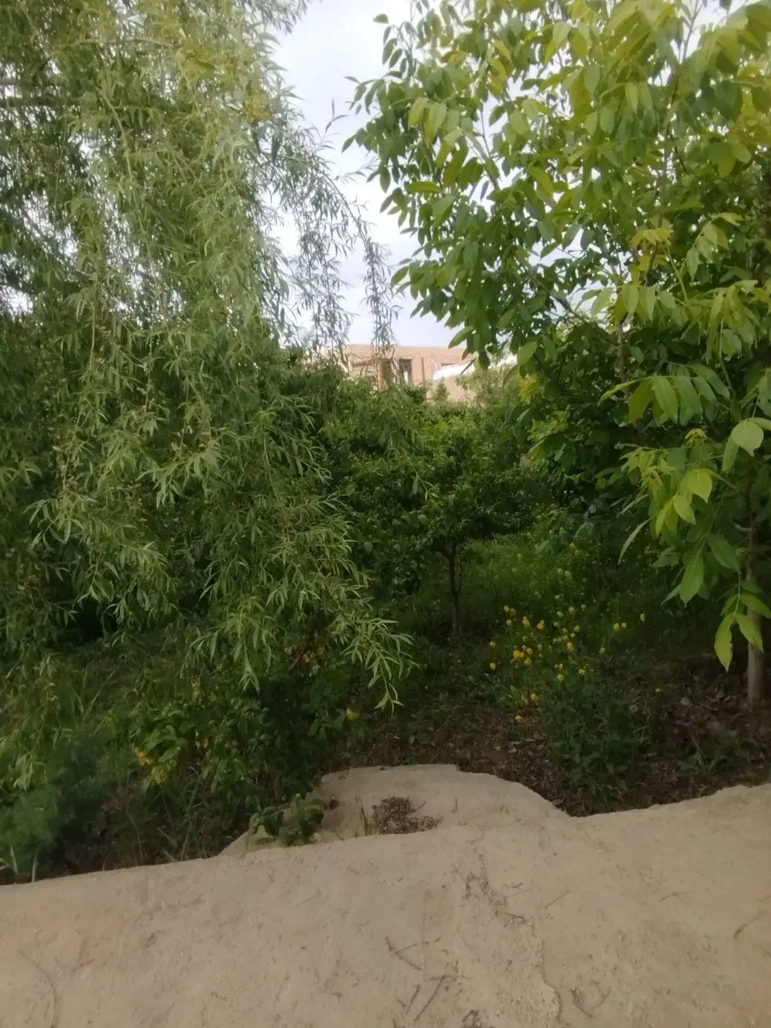 باغچه دو بحر