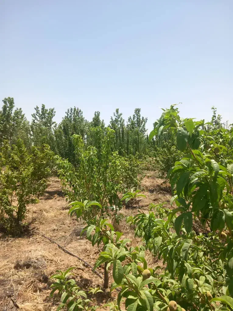 باغ ۵۰۰ متری سهیلیه زعفرانیه