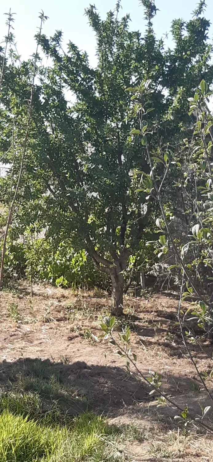 باغ ۱۰۰۰ متری در نظراباد