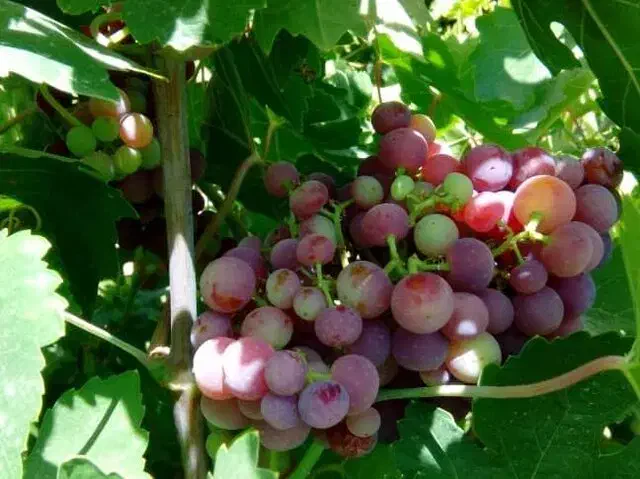 فروش زمین باغی دوکوهک کوچه رُز