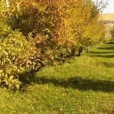 زمین باغی منصوریه