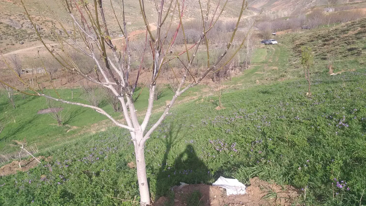 زمین کشاورزی