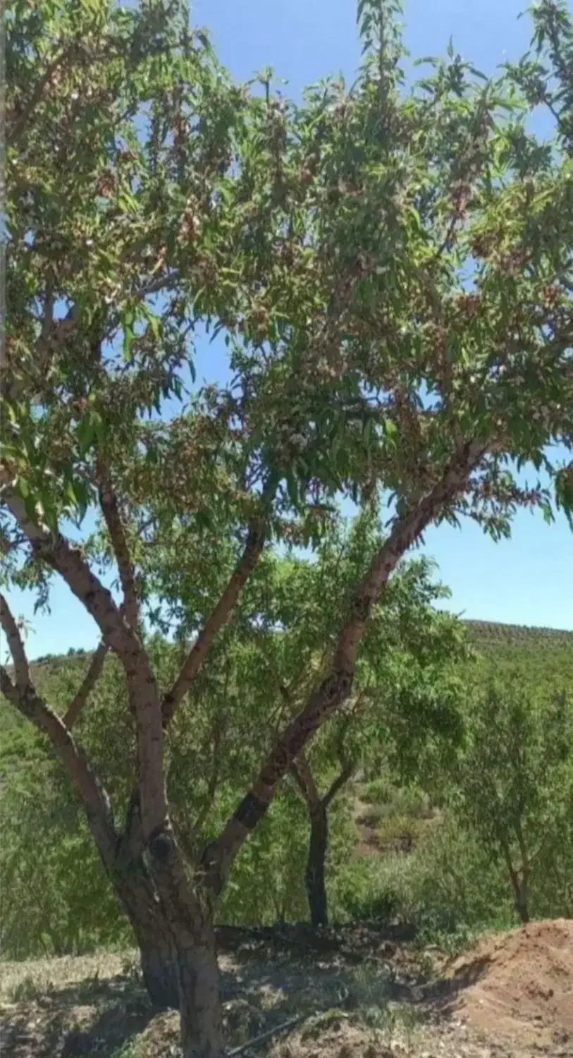باغ بادام مارکده فدک