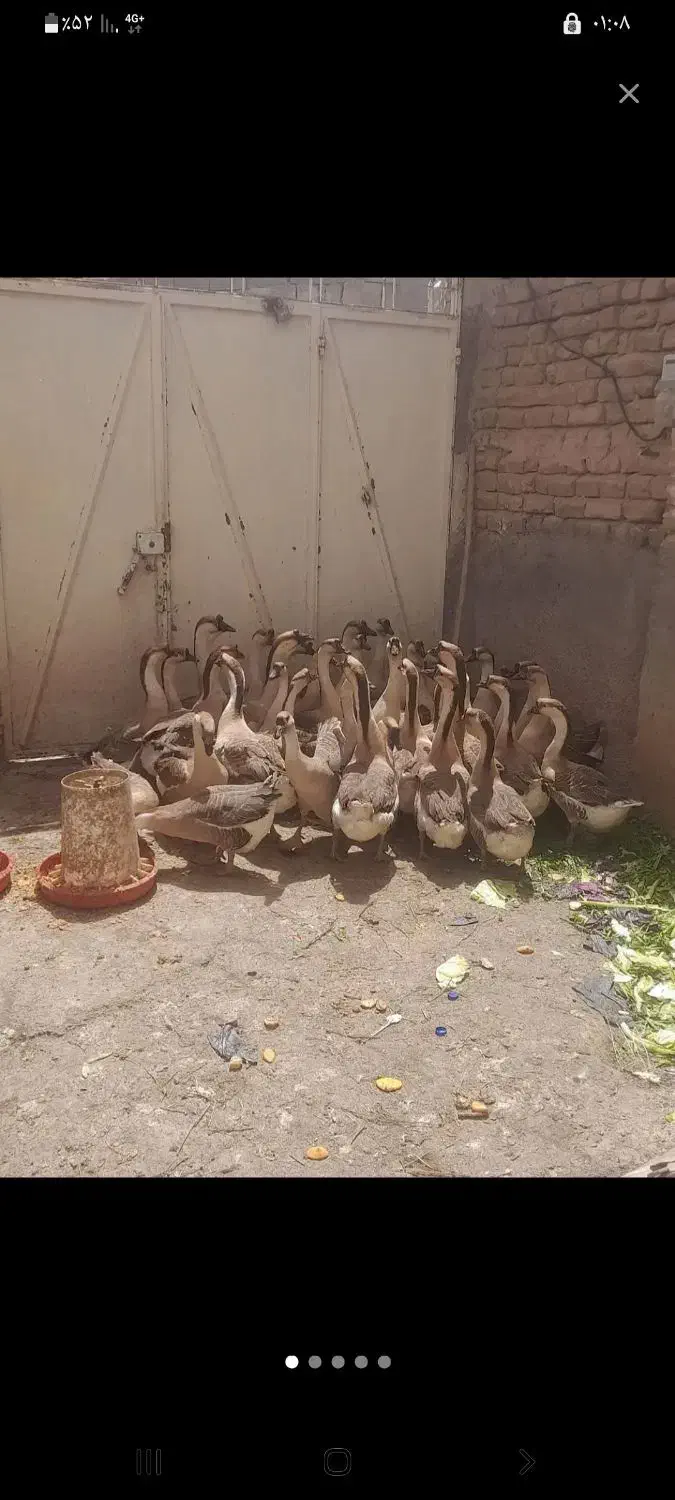 اجاره مغازه۱۲تا۱۸متری