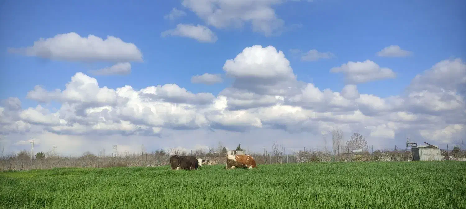 زمین باغی شموشک