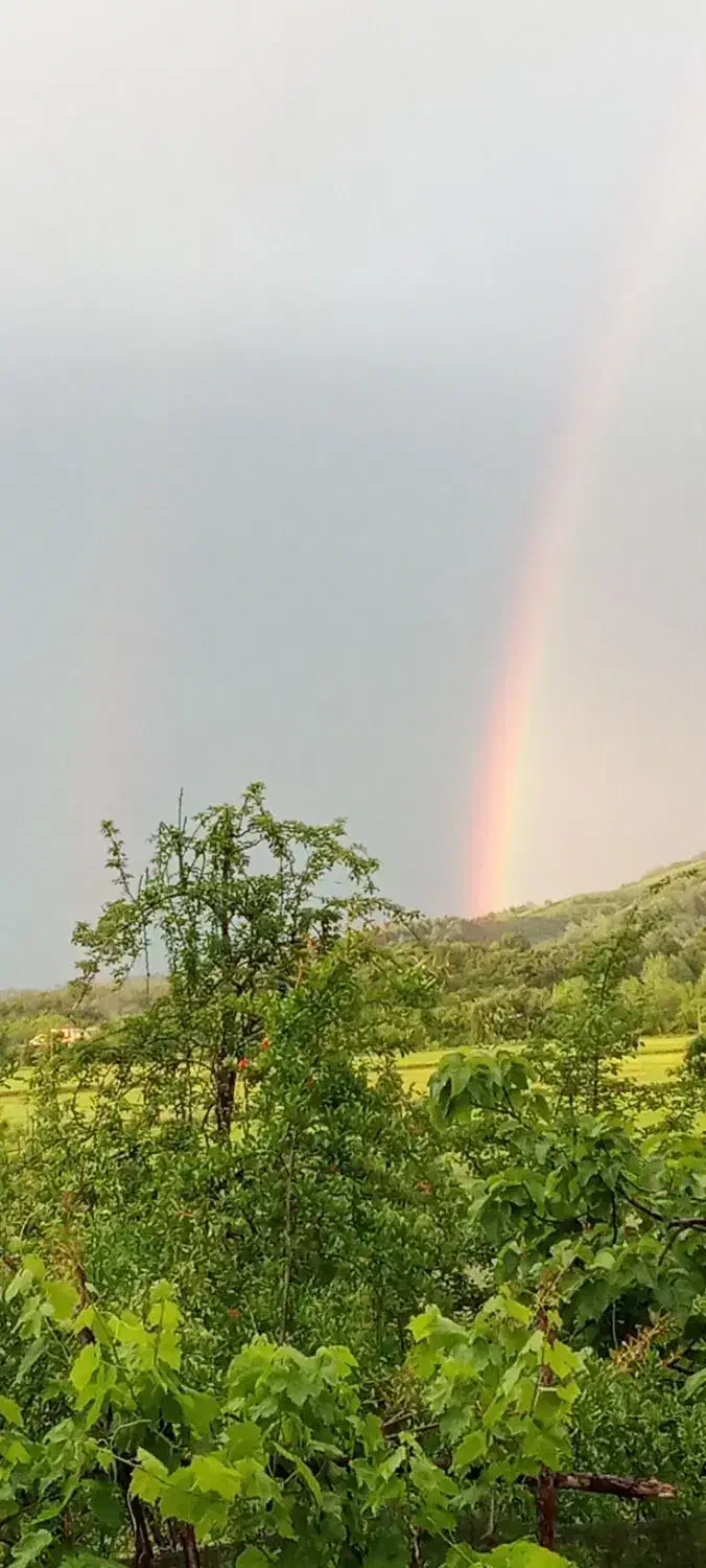 خونه وباغ 1400متری باسند تک برگ