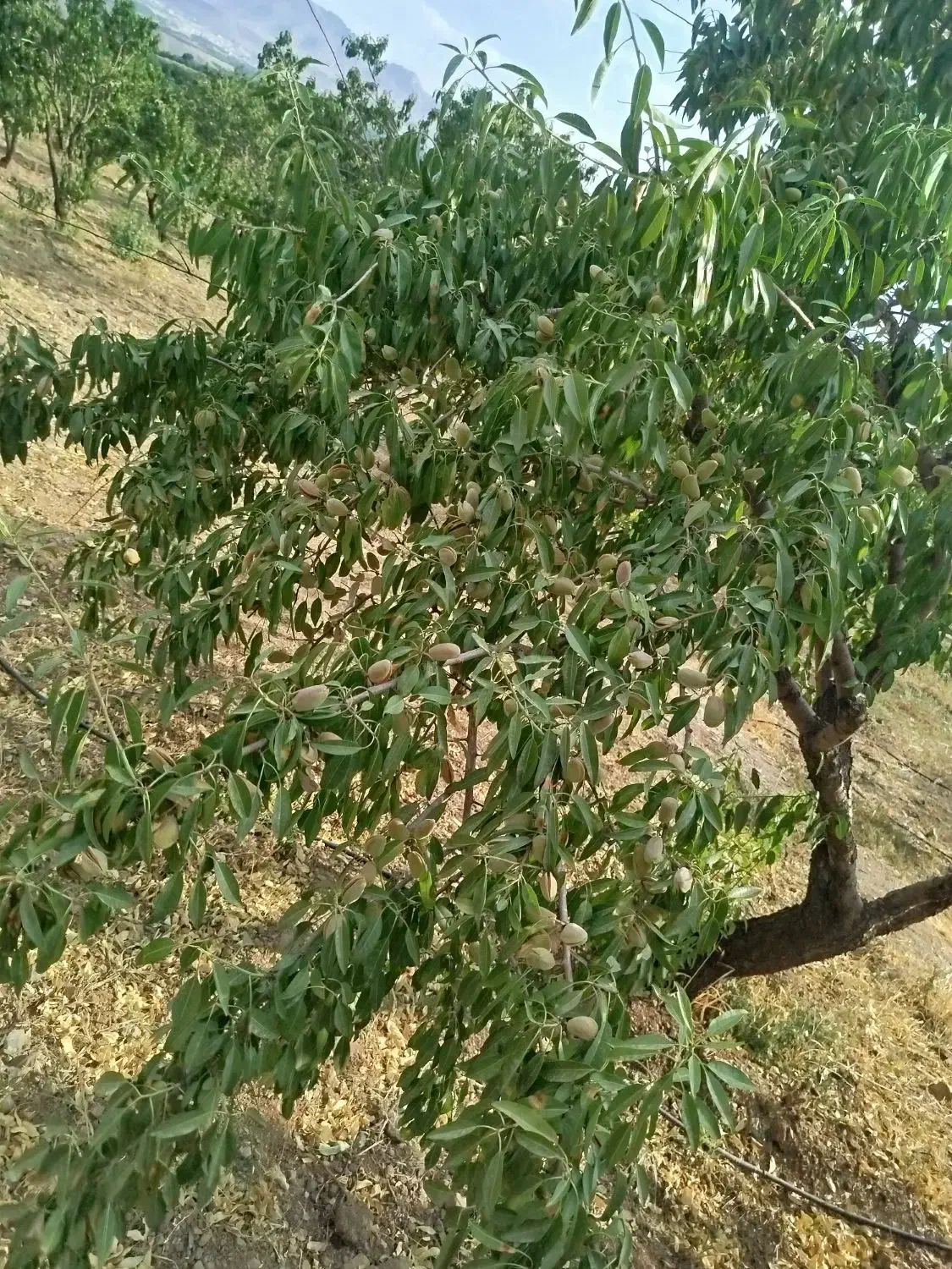 زمین باغی محدوده پل زمانخان
