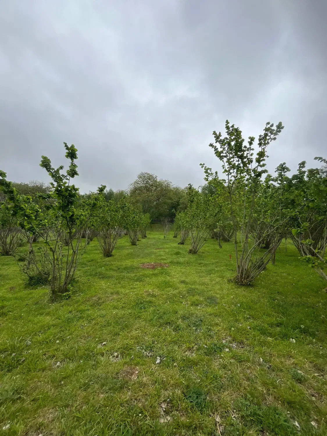 فروش زمین