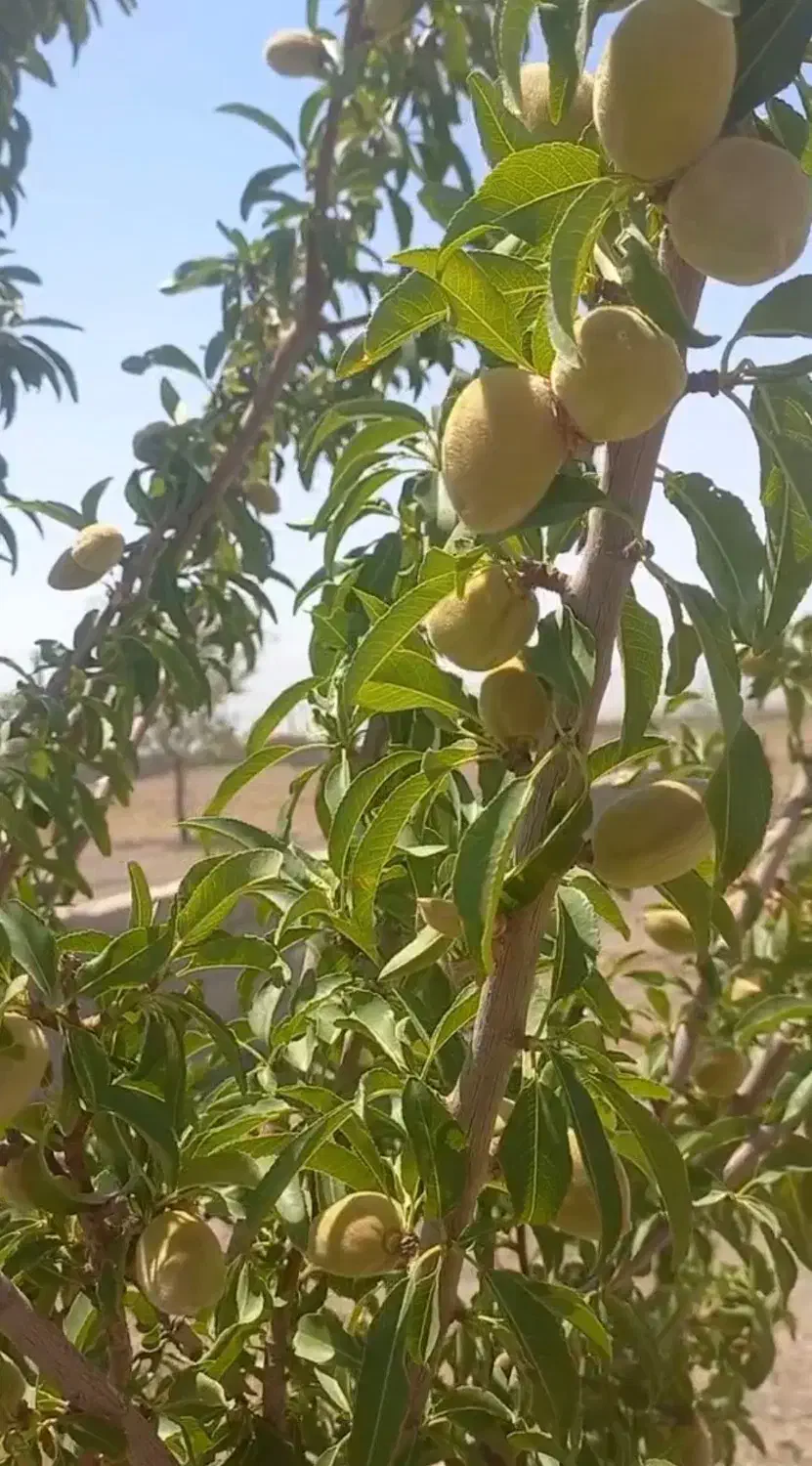 باغ فروشی سبزوار