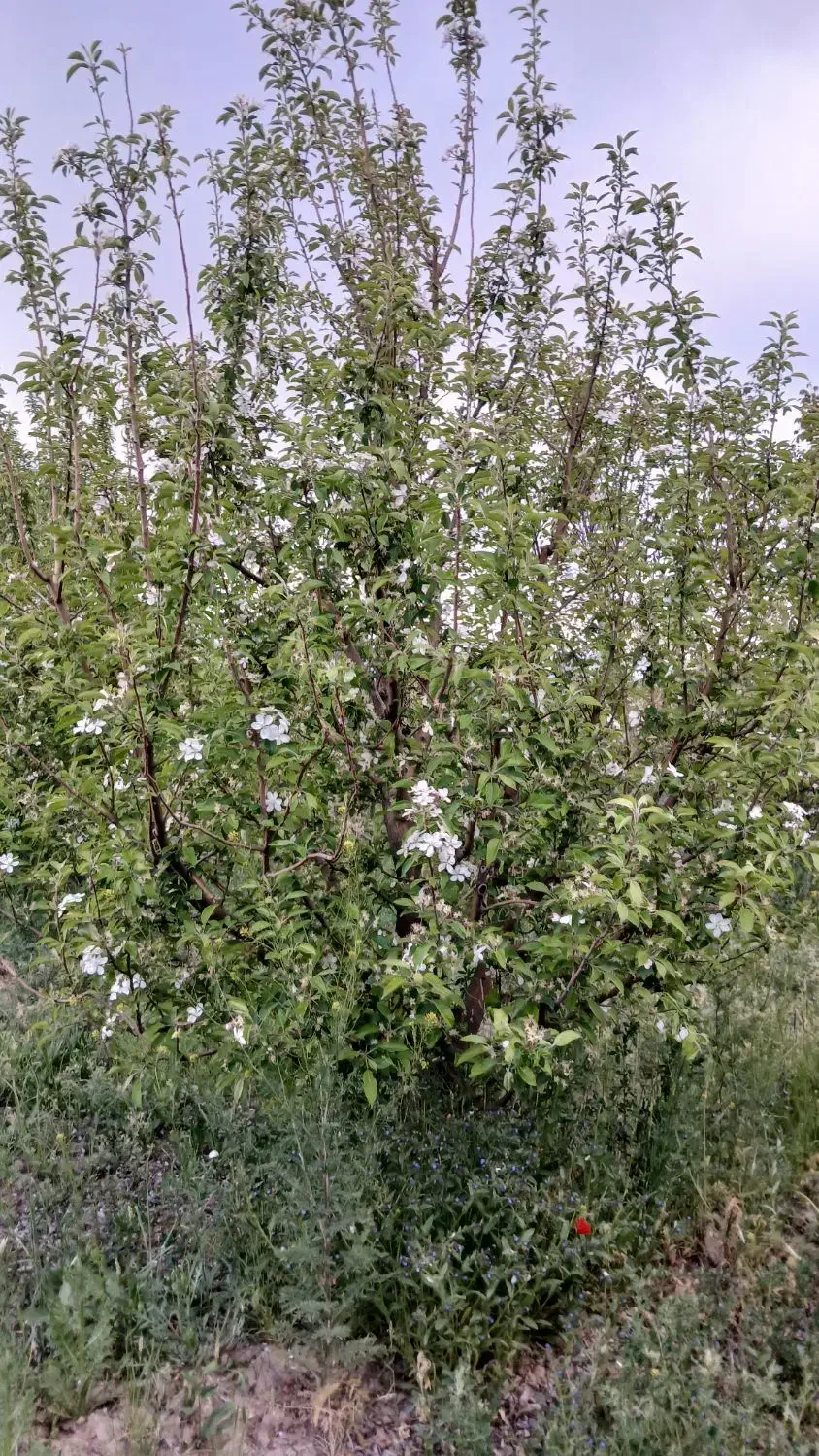 باغ در جاده ی مرند بناب