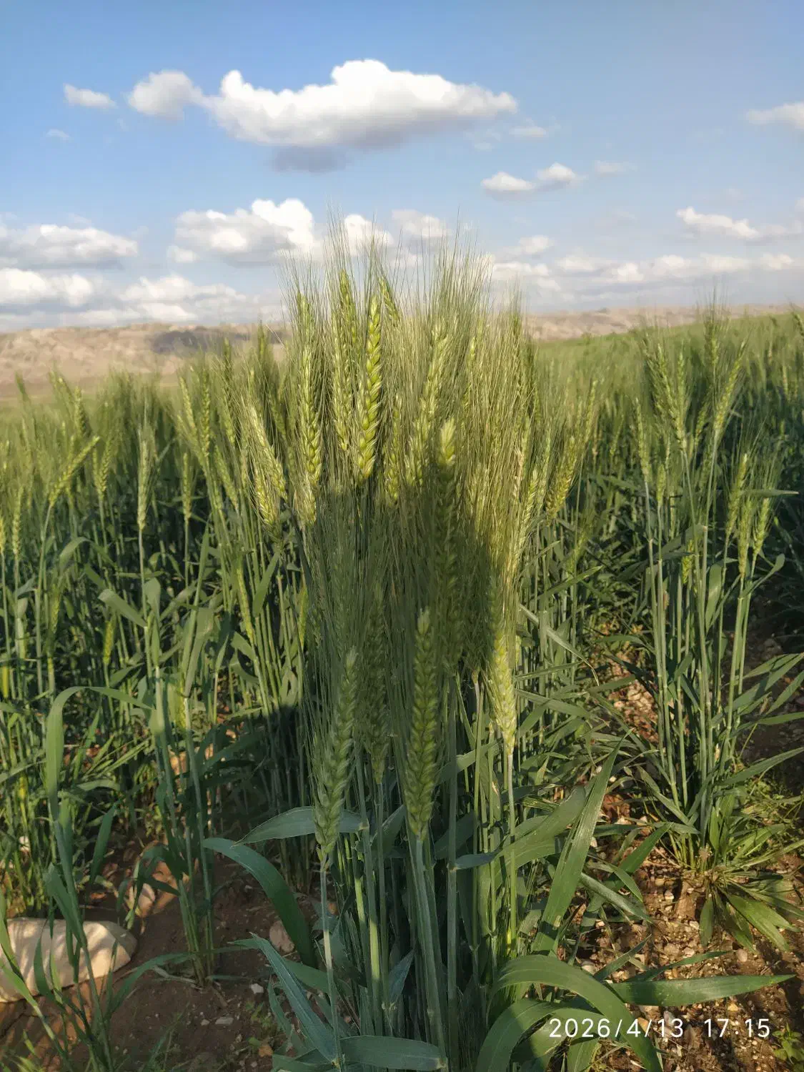 زمین سرطاف بر اصلی