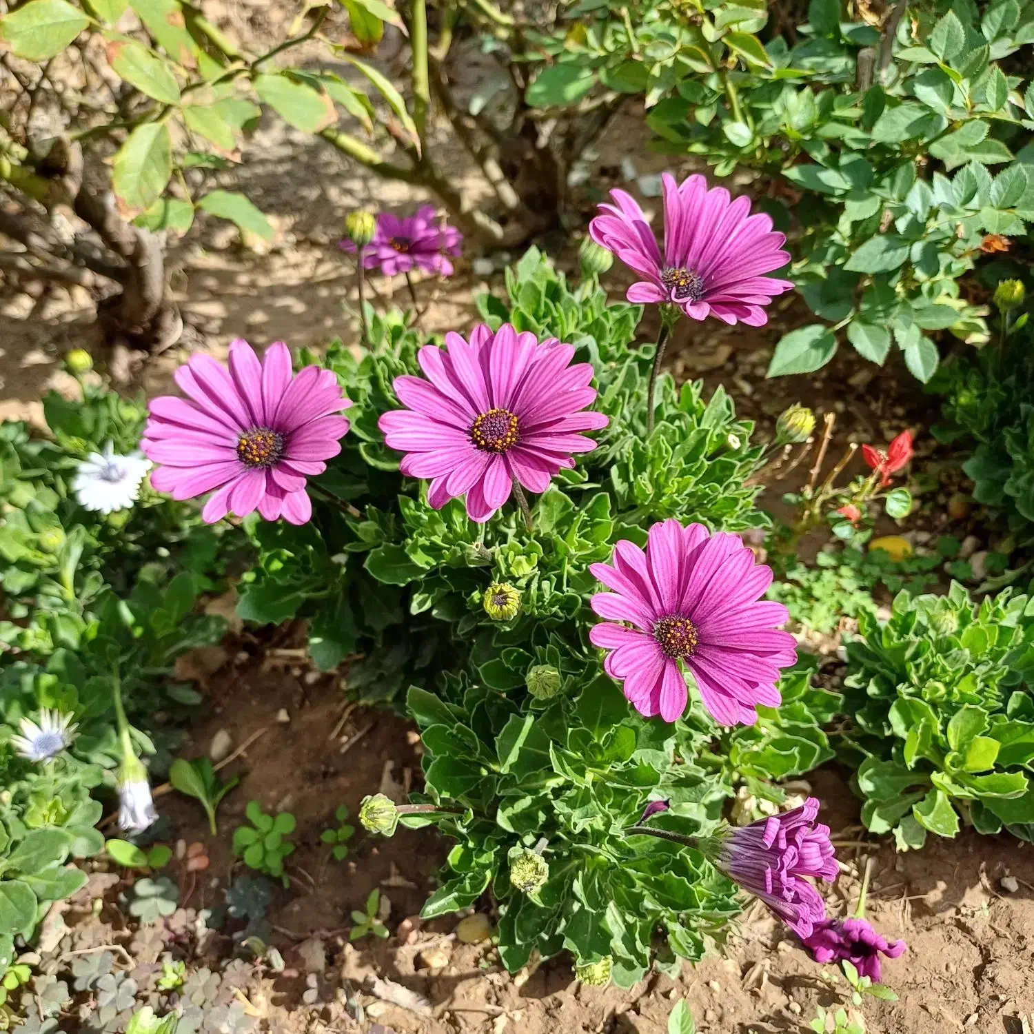 زمین باغی الهیه  ۱۵۸۴ متر