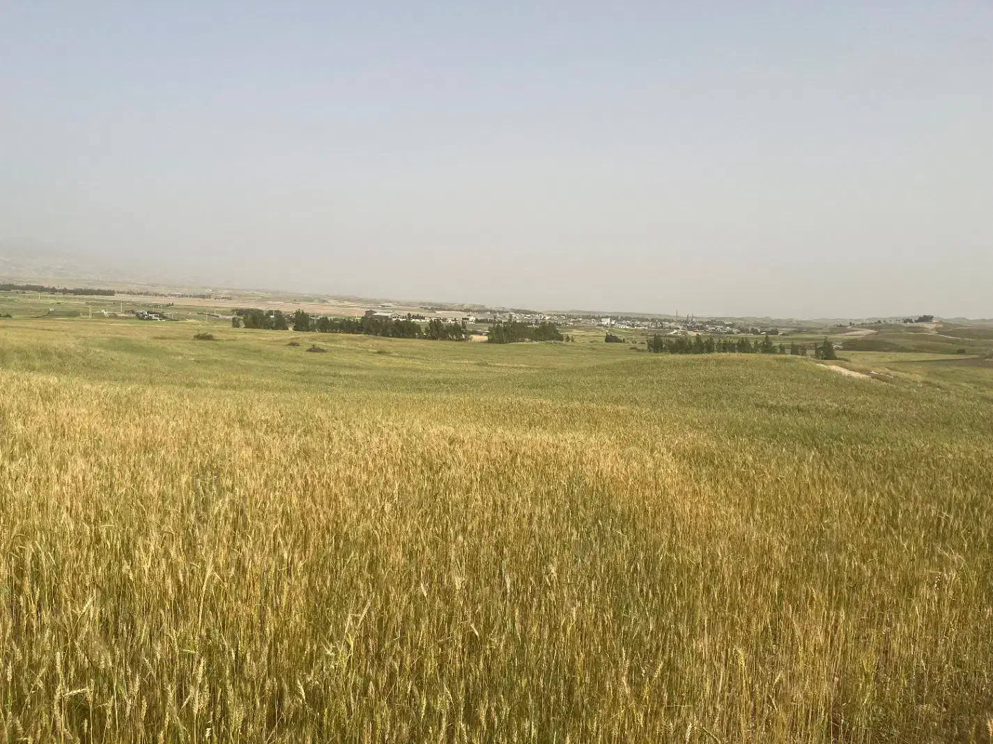 زمین کشاورزی صالح آباد