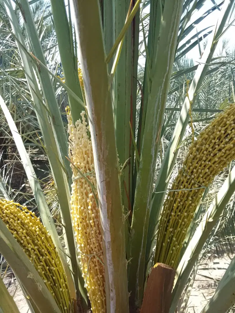 زمین فروشی درچاه رحمان