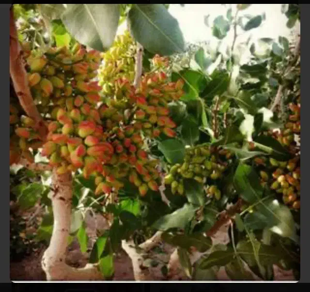 باغ پسته