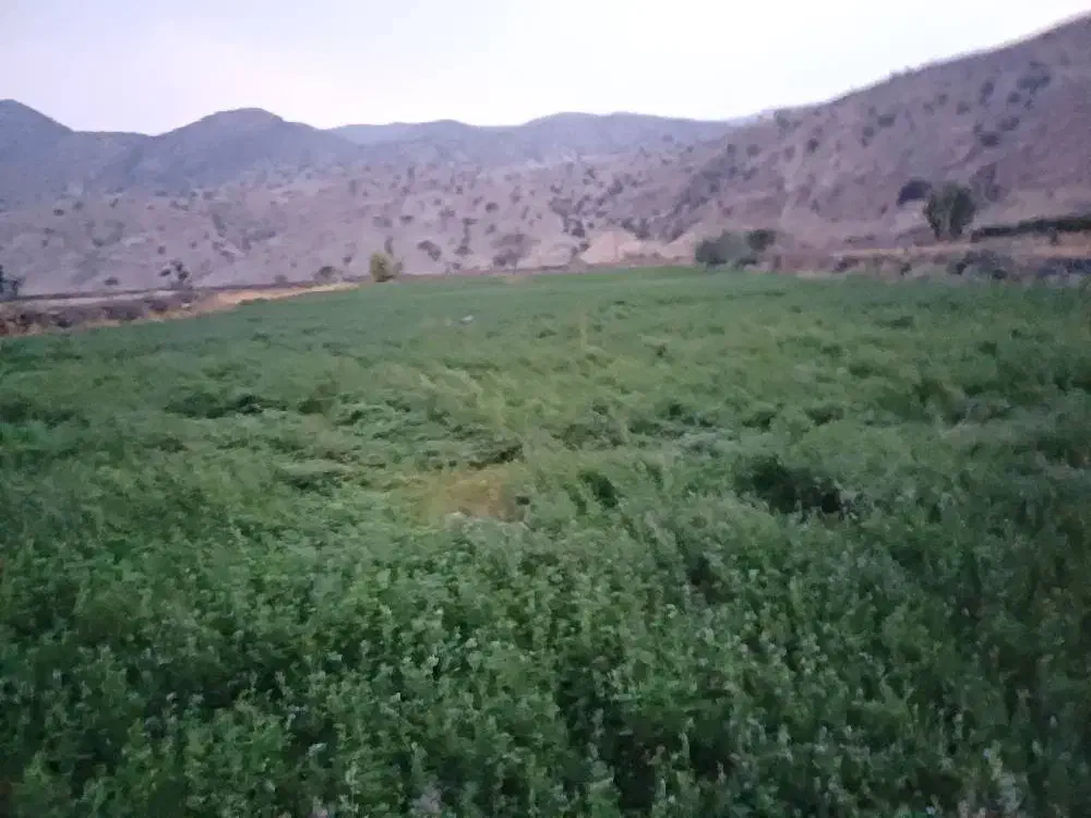 زمین شهرک صفا و چند جای دیگر