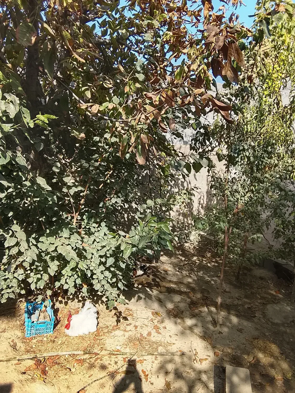 اجاره آپارتمان