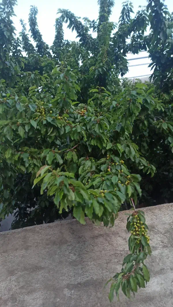خونه باغ